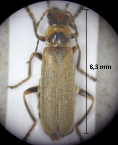 Cantharis sp.